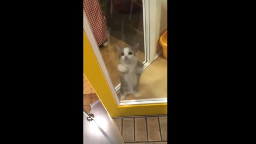 Bật cười trước phản ứng đáng yêu của chú mèo khi chủ về nhà