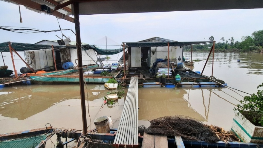 Tiền Giang: Điều tra vụ tàu chở container tông vào bè cá làm 12 tấn cá  thoát ra sông Tiền