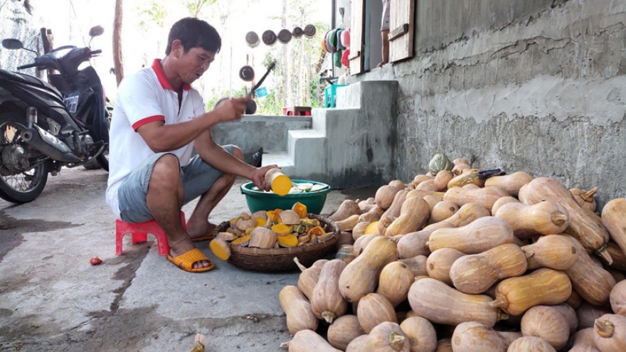 Xót xa khi phải chặt bỏ hàng trăm tấn bí đỏ cho bò ăn