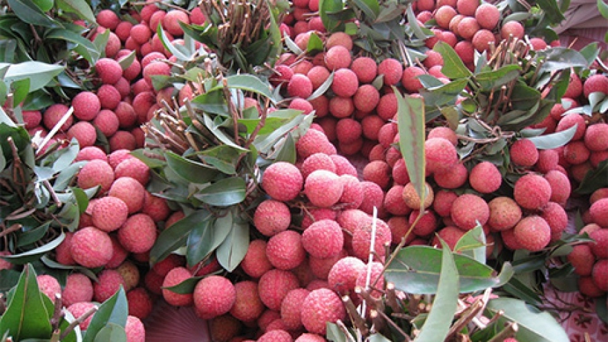 Hai Duong lychees to be launched on four major e-commerce floors