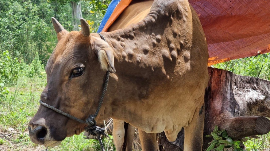 Xuất hiện 3 ổ dịch viêm da nổi cục trên đàn bò ở 3 huyện của tỉnh Kon Tum