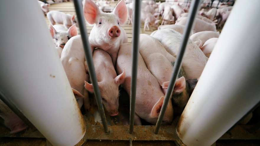Trung Quốc đối mặt khủng hoảng thừa thịt lợn