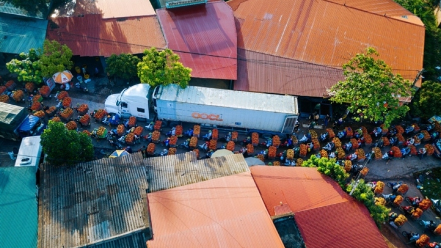 Ảnh: Ấn tượng hàng dài xe chở vải nối đuôi nhau đến điểm thu mua ở Bắc Giang