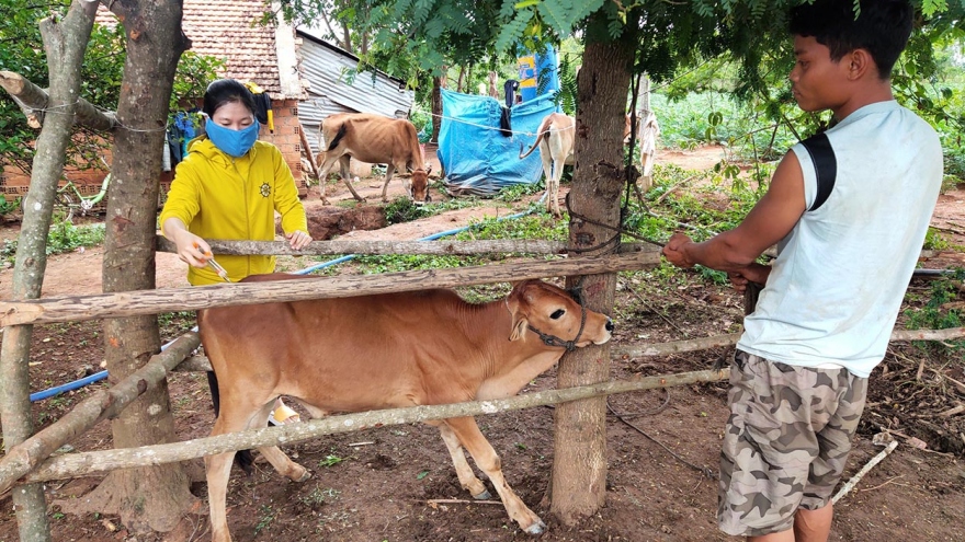 Dịch bệnh viêm da nổi cục trên đàn trâu, bò lây lan nhanh ở Kon Tum