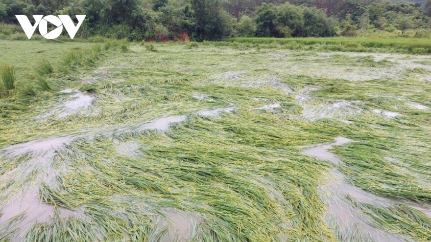 Hàng trăm ha lúa ở Nghệ An bị ngập cục bộ vì mưa lớn kéo dài