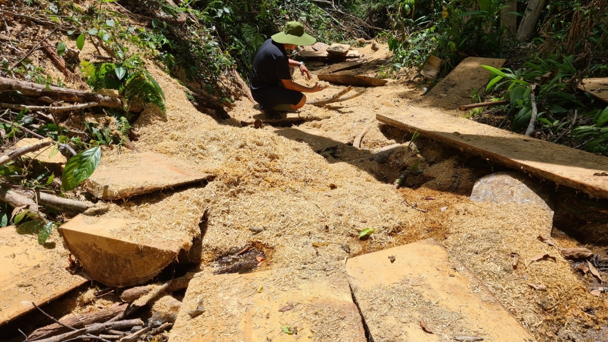 Huyện Kbang chỉ đạo điều tra vụ phá rừng cổ thụ ở xã Đăk Roong