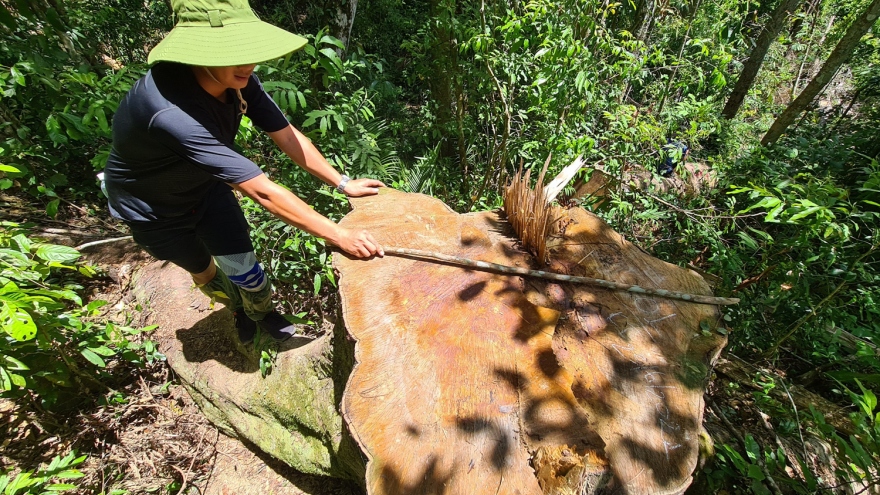Nóng tình trạng “rút ruột” rừng ở huyện Kbang, Gia Lai