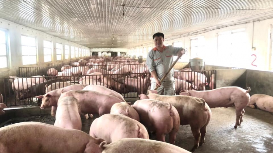 Nông dân nuôi gà, lợn điêu đứng vì giá thức ăn chăn nuôi tăng mạnh