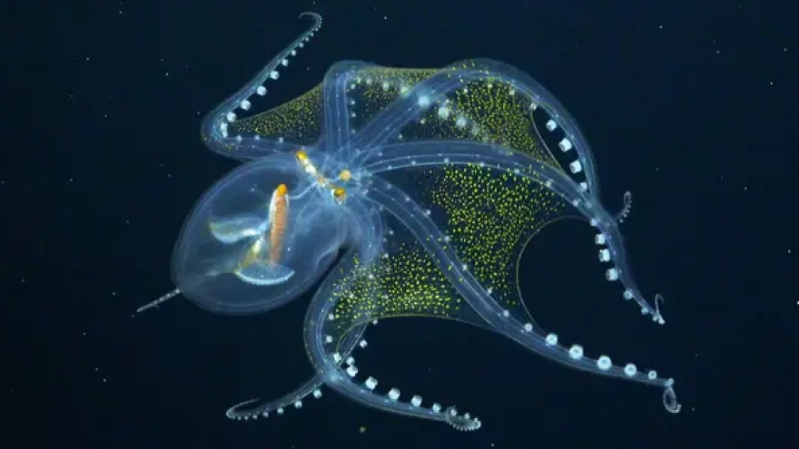 Ngắm nhìn vẻ đẹp cuốn hút của bạch tuộc thủy tinh cực hiếm