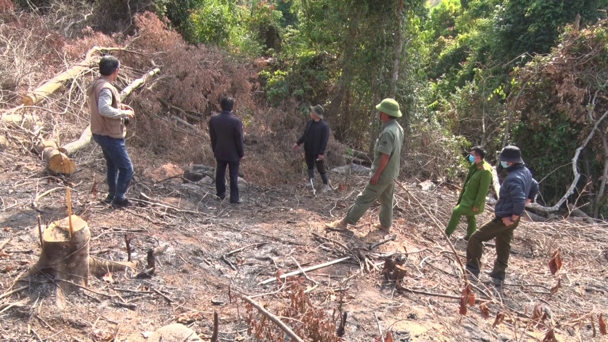 Phá rừng phòng hộ ở Đà Lạt, 2 đối tượng bị xử phạt 200 triệu đồng