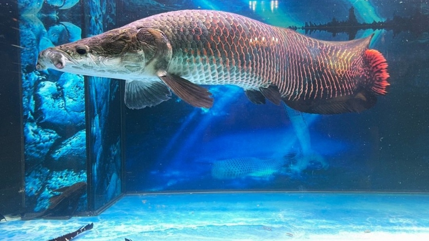 Nuôi loài cá lớn nhất sông Amazon, thú chơi vương giả của đại gia Việt