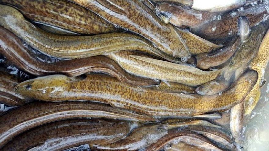 "Linh dược" cá chình giá nửa triệu đồng/kg đang được săn lùng