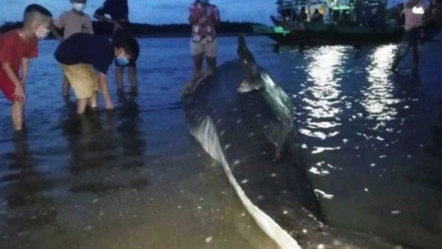 Cá lạ dài 4m, nặng hơn 1 tấn dạt vào bờ biển Nghệ An