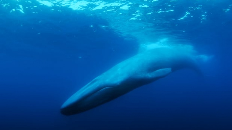Đằng sau hành trình tìm kiếm chú cá voi cô đơn nhất thế giới – 52Hz