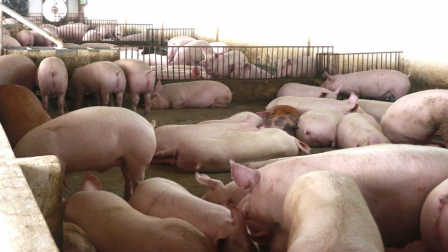 Thịt lợn giảm giá, xuống thấp nhất trong hai năm qua