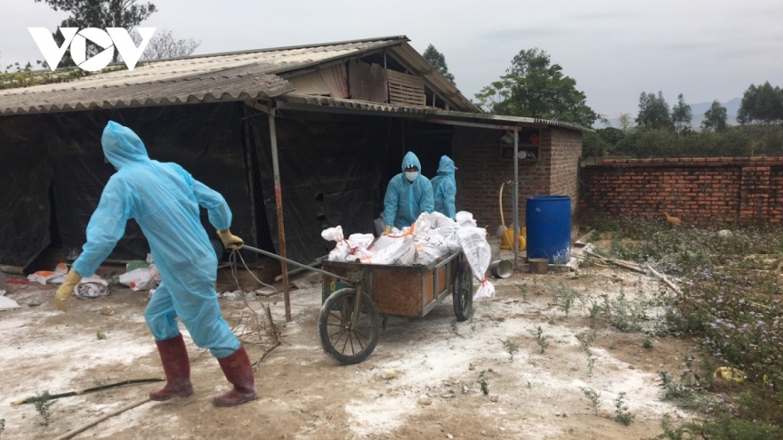 Lần đầu tiên phát hiện chủng cúm gia cầm A/H5N8 tại Việt Nam