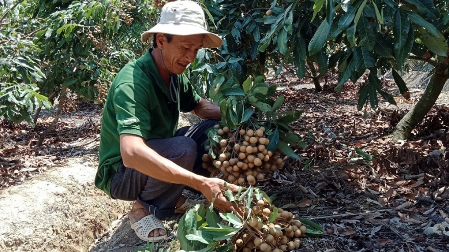 Kết nối tiêu thụ nhãn và sản phẩm OCOP Đồng Tháp và Sóc Trăng