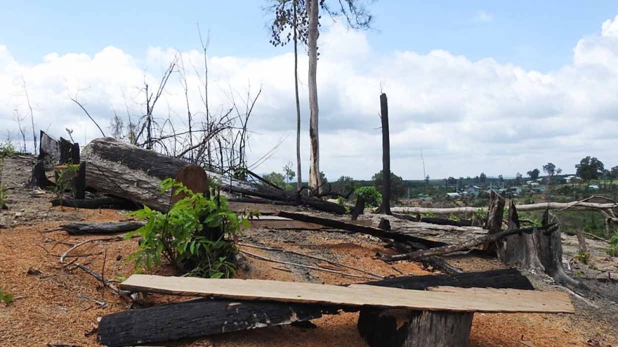 Mập mờ vụ 17ha rừng bị triệt hạ ở Kon Tum