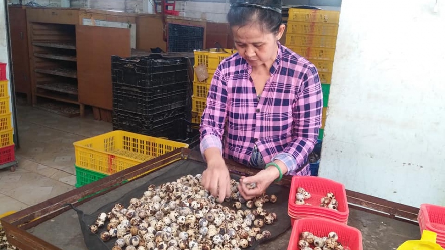 Nông dân Tiền Giang tồn đọng hơn 1 triệu quả trứng chim cút có nguy cơ đổ bỏ