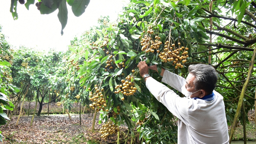 Nhãn 8.000 đồng/kg, nhiều loại nông sản ở ĐBSCL đang bị ùn ứ vì dịch bệnh