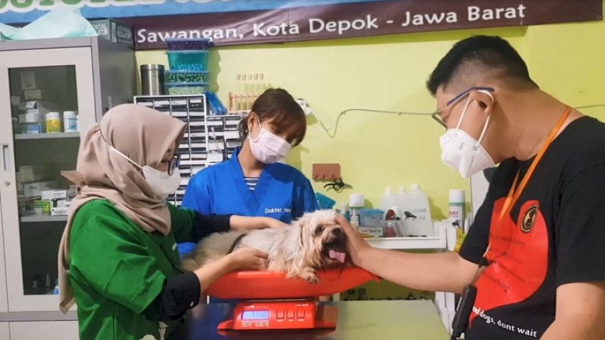 Câu chuyện của người Indonesia cứu hộ vật nuôi mắc COVID-19 miễn phí