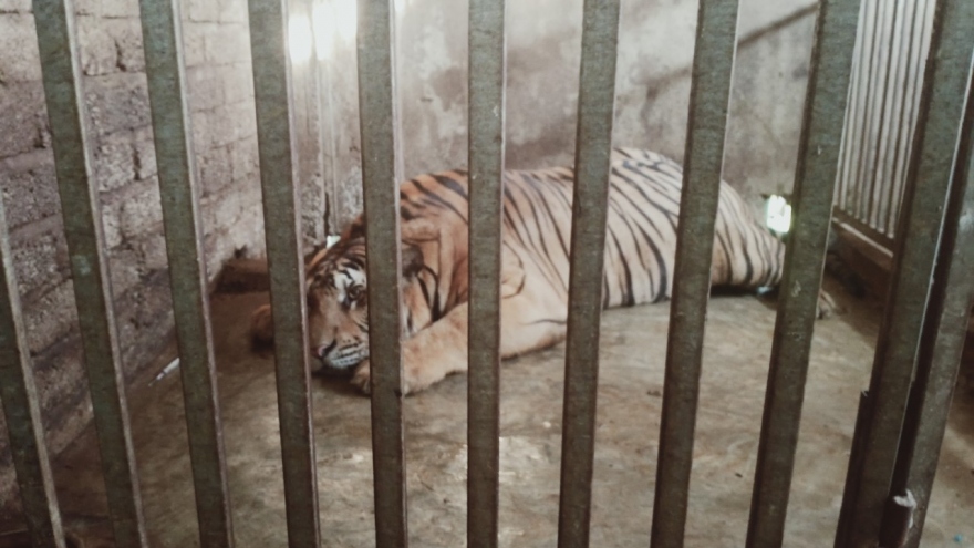 Vụ bắt 17 con hổ nuôi nhốt trái phép: 8 con đã chết