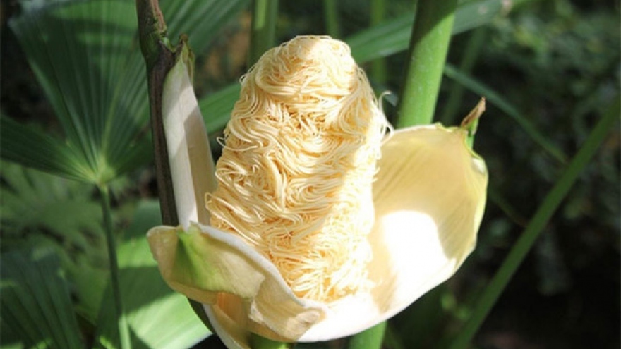 “Cây mì tôm” - nguyên liệu làm ra loại mũ phớt đắt nhất hành tinh