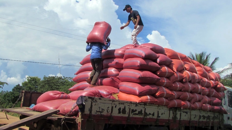 Doanh nghiệp Campuchia được “bơm” tiền để thu mua thóc cho nông dân