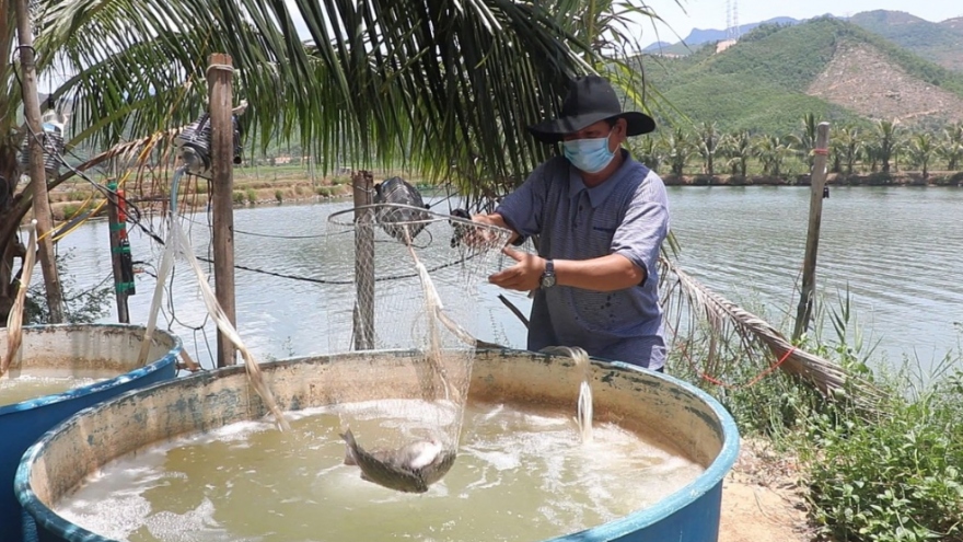 Đà Nẵng hỗ trợ tiêu thụ nông sản cho người dân