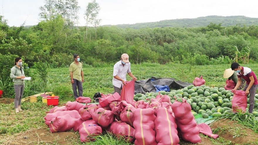 Phú Yên kết nối giúp nông dân tiêu thụ nông sản do ảnh hưởng của dịch Covid-19