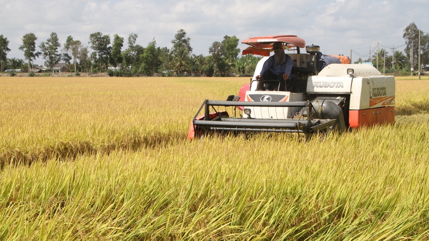 Đề xuất Chính phủ hỗ trợ mua tạm trữ lúa Hè Thu
