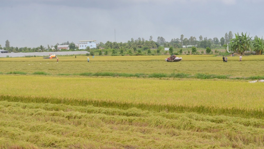 Vừa vật lộn phòng chống dịch, vựa lúa miền Tây khó khăn tìm giải pháp tiêu thụ lúa gạo
