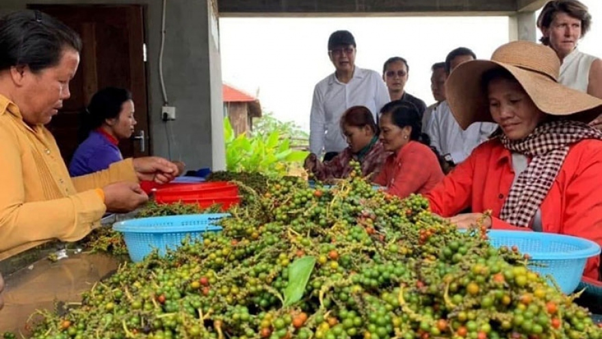 Xuất khẩu nông sản của Campuchia tăng vọt bất chấp dịch bệnh