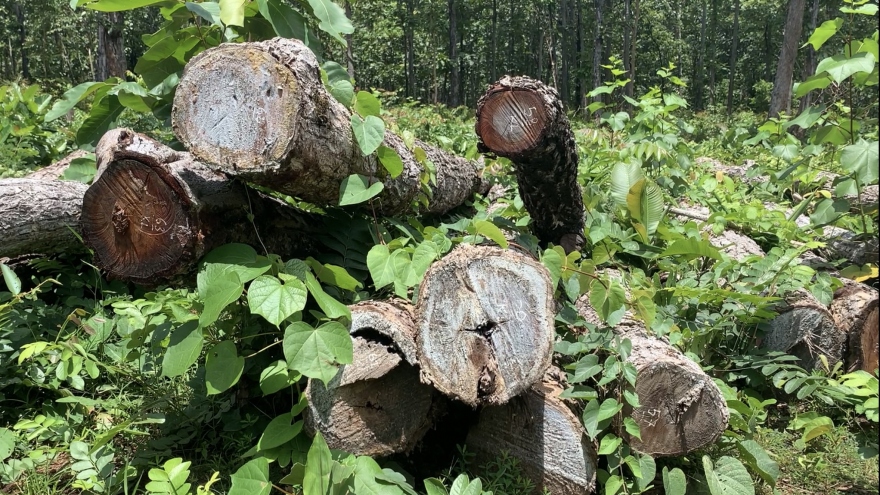 Bất thường gỗ nằm la liệt tại Trung tâm bảo tồn voi Đắk Lắk