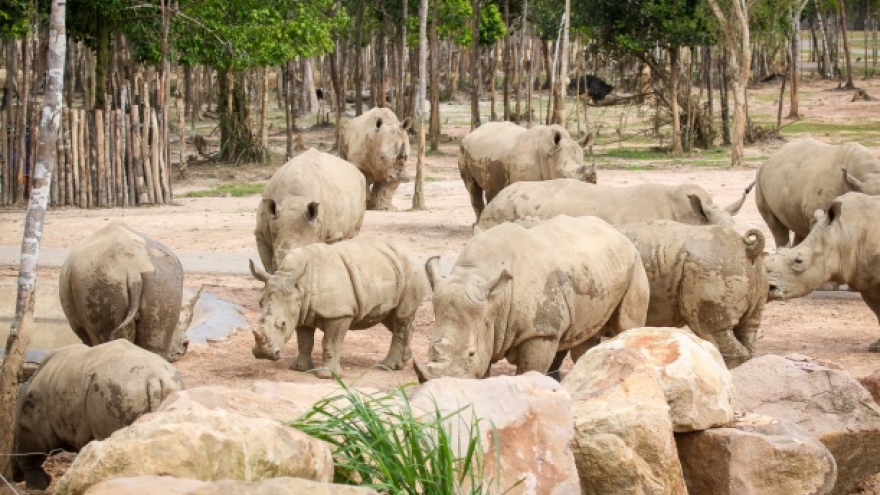Những “bé” sơ sinh 50kg tại công viên hoang dã lớn nhất Việt Nam