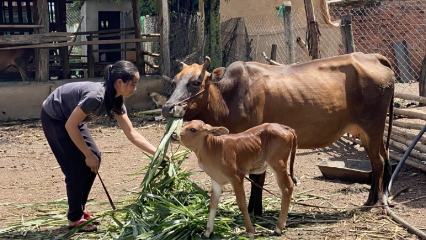 Nguồn vốn tín chấp – “Bà đỡ” giúp từng bước xoá đói giảm nghèo ở Đắk Lắk