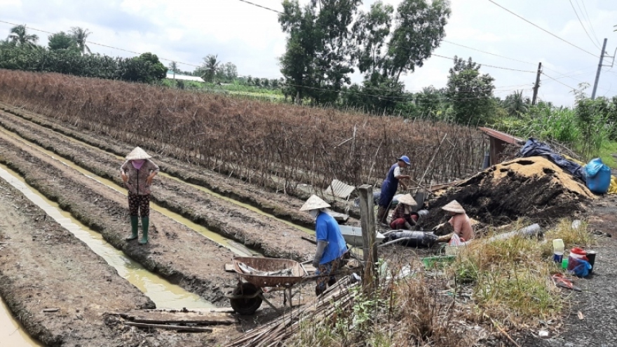 Nông dân Tiền Giang gieo trồng vụ hoa Tết "nhỏ giọt"