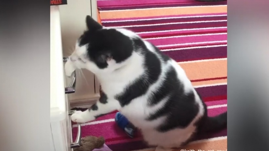 Video: "Sen" giúp mèo béo giảm cân bằng cách khóa tủ lạnh và chạn, cho ăn điều độ