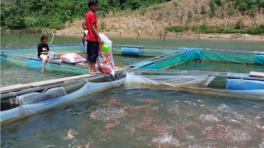 Thanh niên dân tộc Cơ Tu thoát nghèo từ nuôi cá diêu hồng