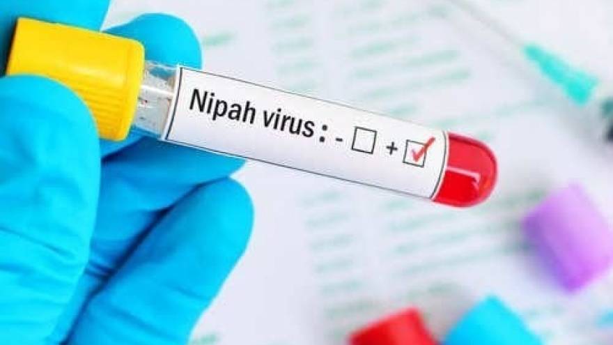 Virus Nipah bùng phát tại Ấn Độ có nguy hiểm hơn SARS-CoV-2?