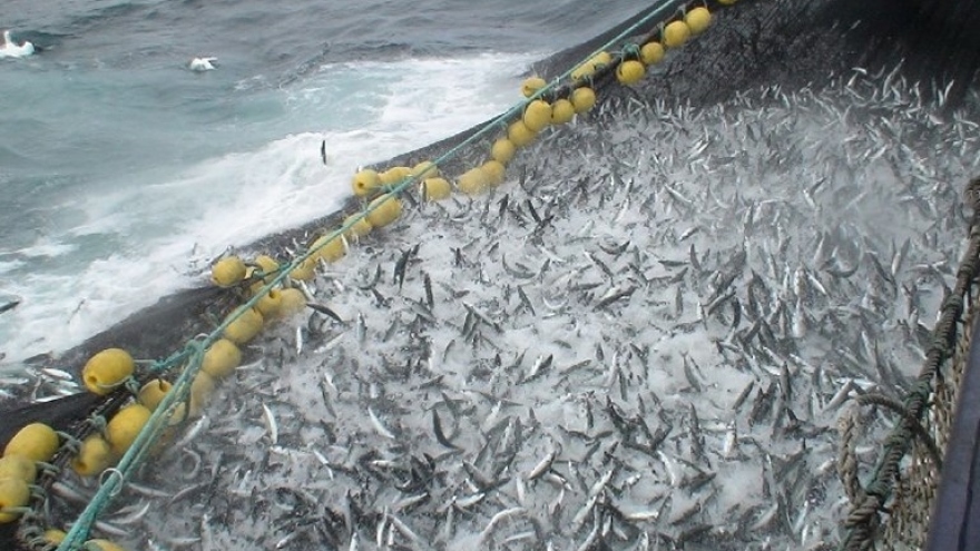 EU đạt được thỏa thuận về tổng sản lượng đánh bắt cá ở Biển Baltic