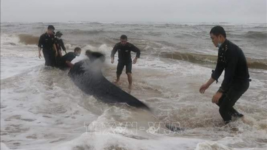 Nỗ lực cứu cá voi nặng 3 tấn bị sóng đánh dạt vào bờ