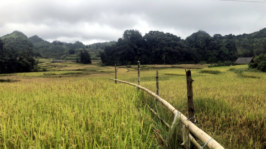 Nông dân Lào Cai thắng lợi lớn nhờ “cánh đồng 1 giống”
