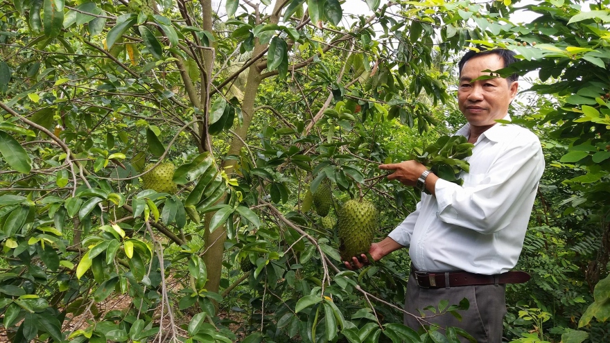 Vì sao nông dân Tiền Giang phá bỏ cây mãng cầu Xiêm?