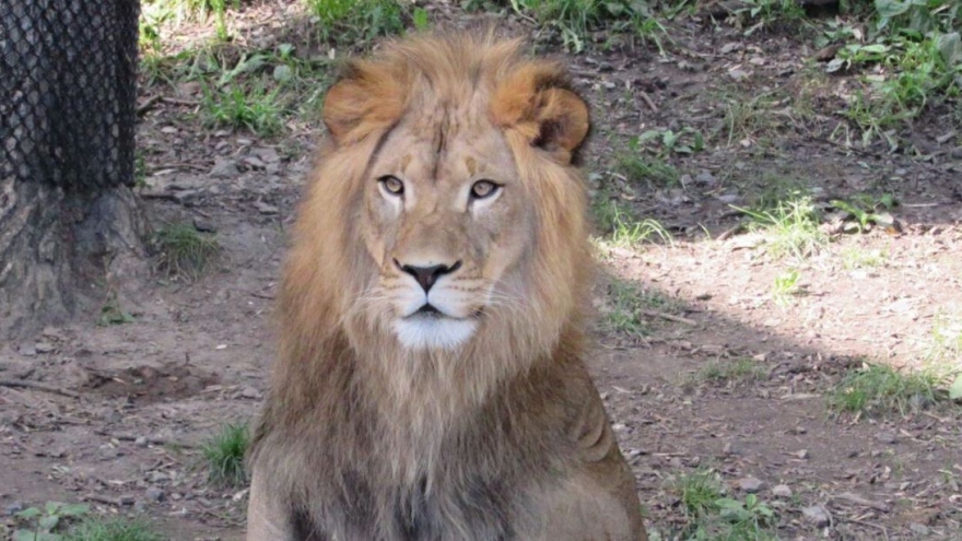 11 con sư tử ở vườn thú Denver (Mỹ) dương tính với virus SARS-CoV-2