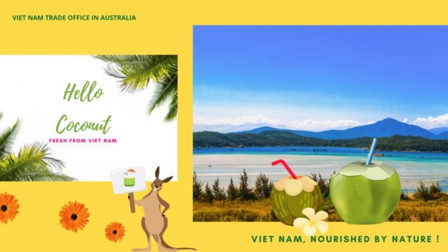 Dừa sáp Trà Vinh có giá 600.000 đồng/quả tại Australia