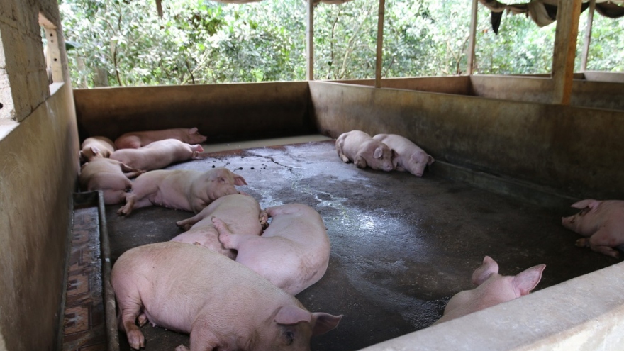 Giá lợn hơi "nhảy nhót", người chăn nuôi trăn trở việc tái đàn