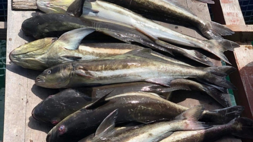 Gần 14 tấn cá nuôi lồng bè ở Kiên Giang bị chết chưa rõ nguyên nhân