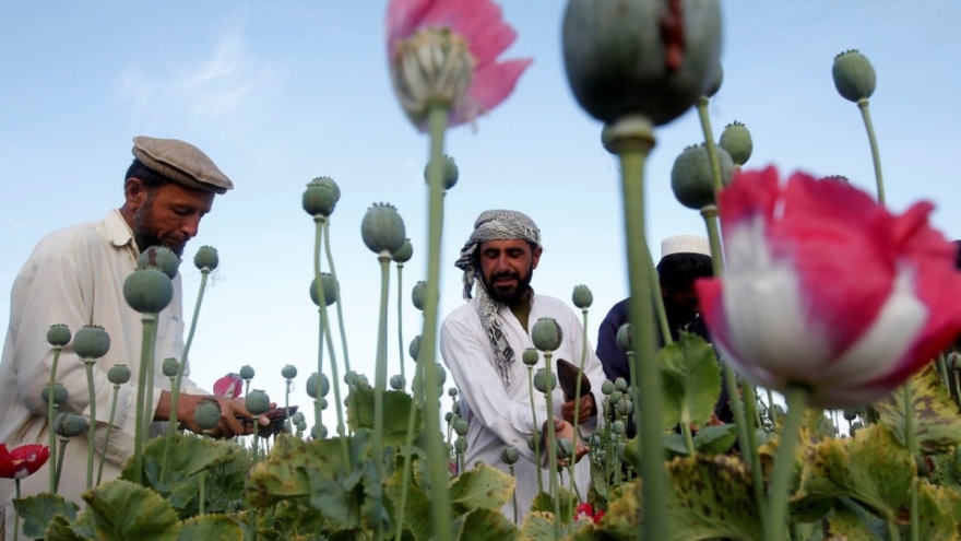 "Vựa thuốc phiện" Afghasnistan và nguy cơ khủng bố ma túy