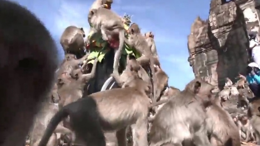 Ngỡ ngàng với lễ hội khỉ ở Thái Lan thời Covid-19
